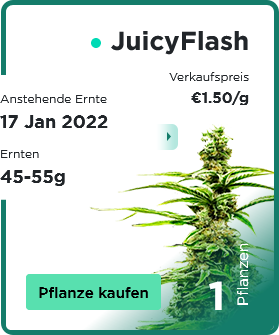JuicyFlash - 1. Pflanze